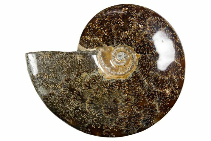 Polished Ammonite (Cleoniceras) Fossil - Madagascar #339205
